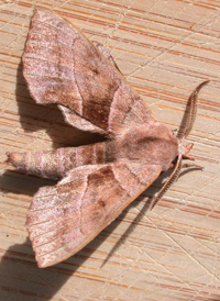 Walnut Sphinx